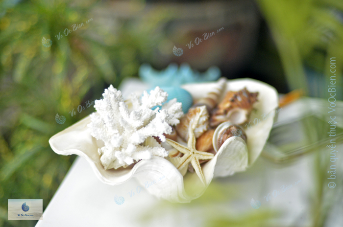 Khay đựng vỏ sò ốc – Trai tai nghé